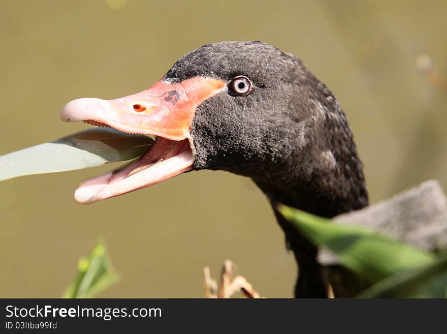 Portrait of black swan eating grass. Portrait of black swan eating grass