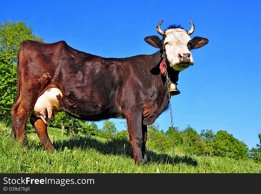 A cow on a summer pasture in a summer rural landscape