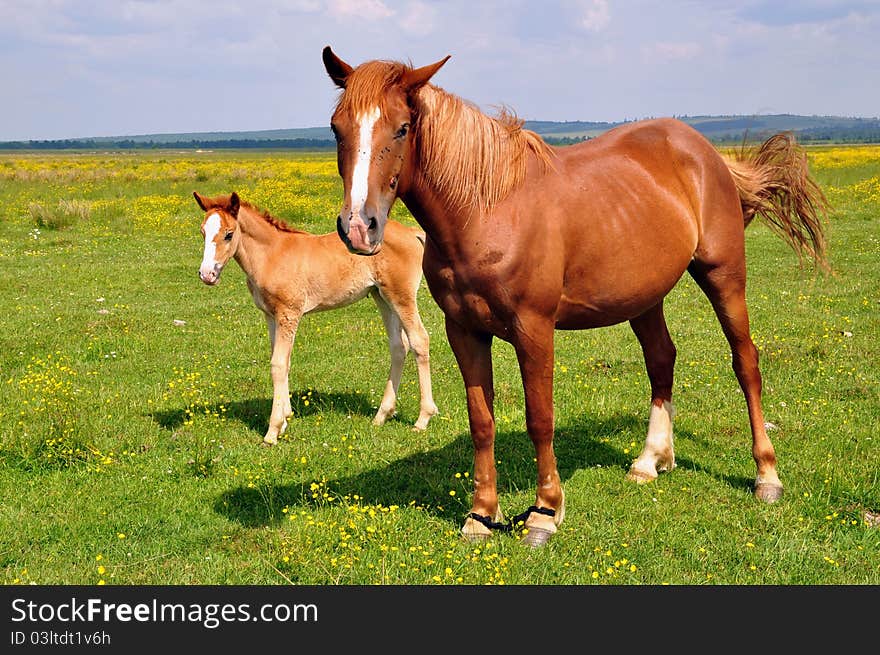 A foal with a mare on a summer pasture in a rural landscapee.