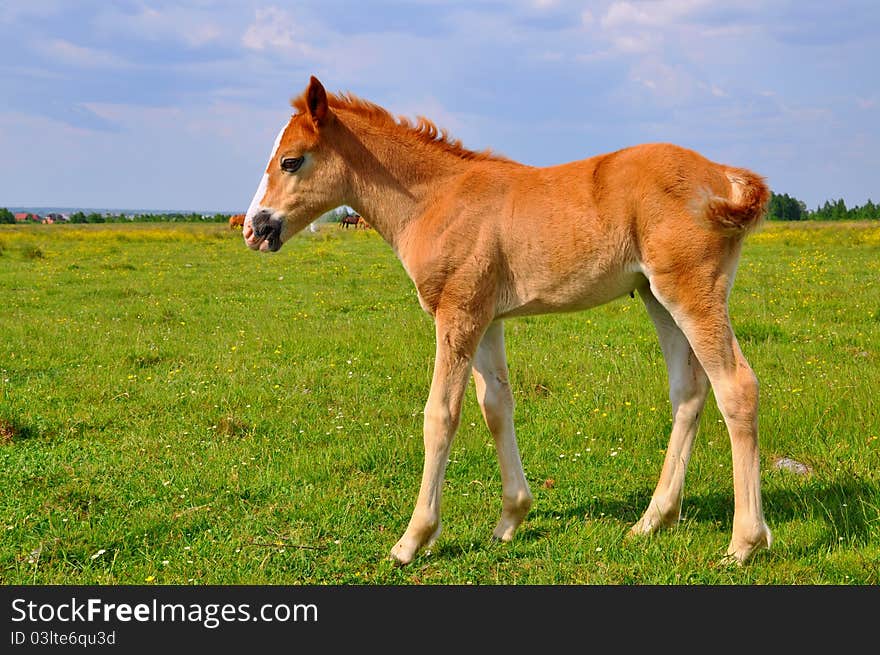 A foal with on a summer pasture in a rural landscapee. A foal with on a summer pasture in a rural landscapee.