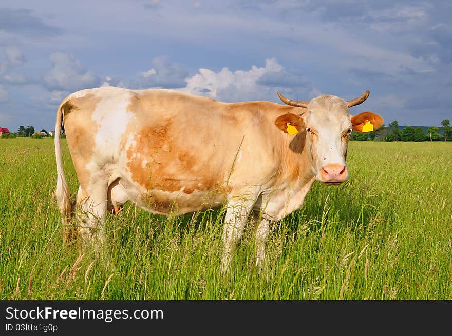 Cow on a summer pasture