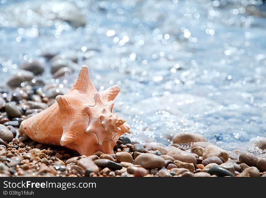 Orange cockleshell on sand closeup