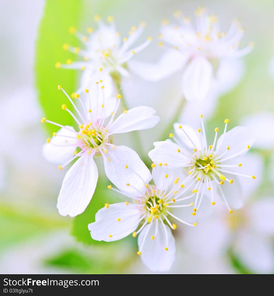 White cherry blossoms close-up on a light background