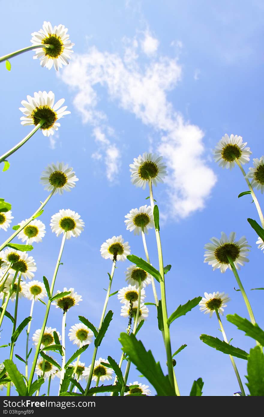 Daisies On Blue Sky