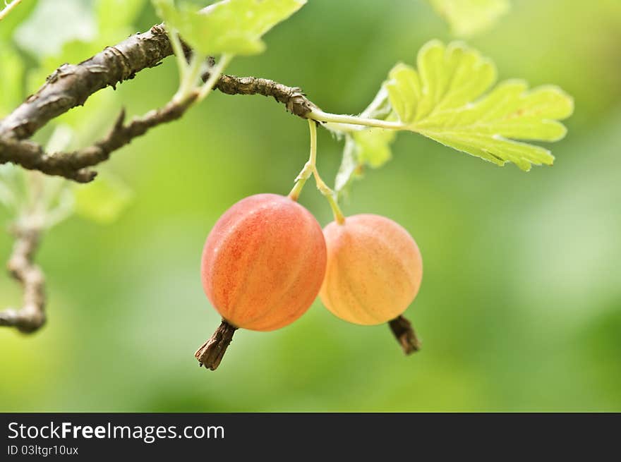 Red gooseberry on bush closeup