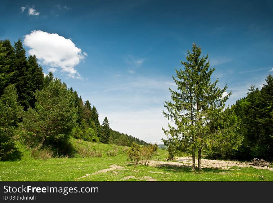 Green trees and cloudy sky. Green trees and cloudy sky