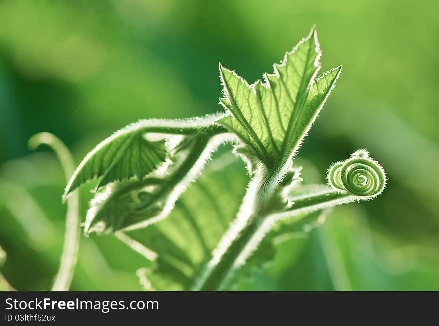 Abstract green leaf close up