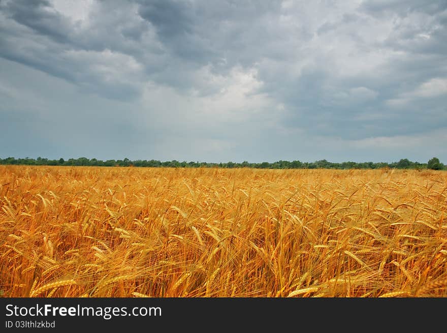 Wheat field and blue sky