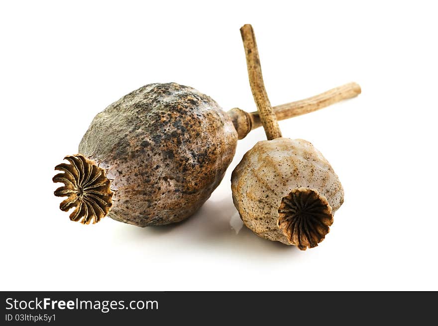 Dried poppy bolls on white