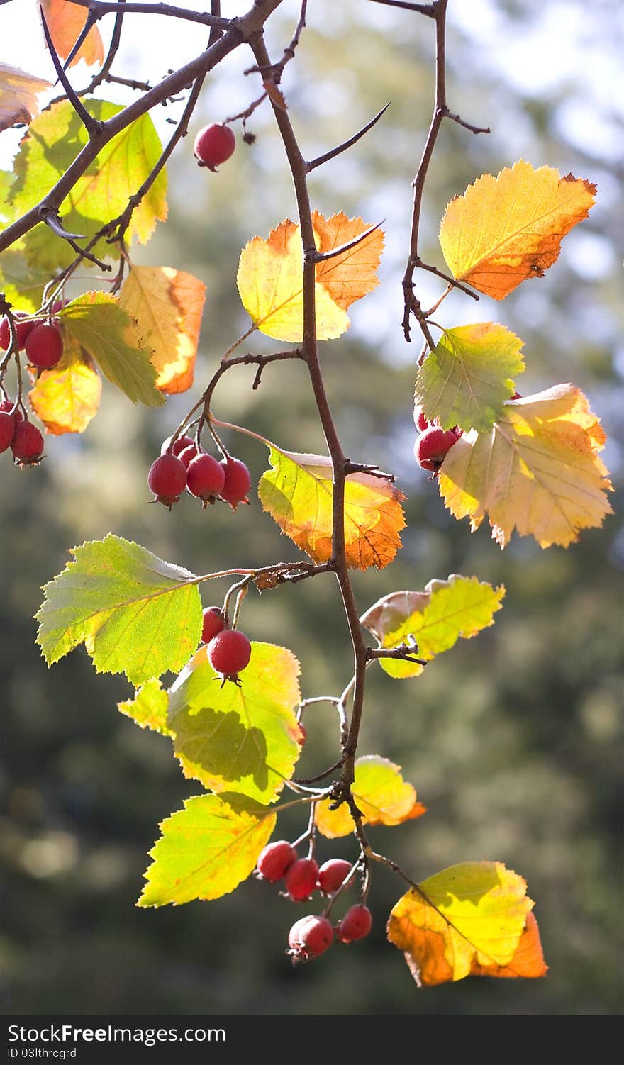 Berries of autumn