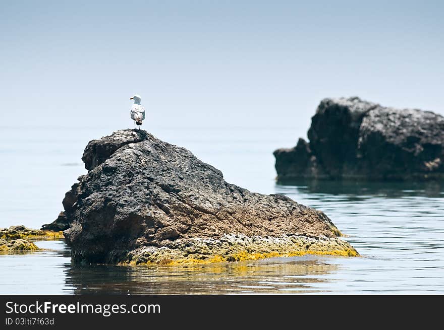 Seagull sitting on rock in sea