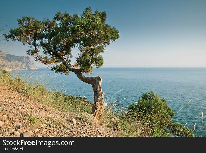 Sea, tree and mountain landscape