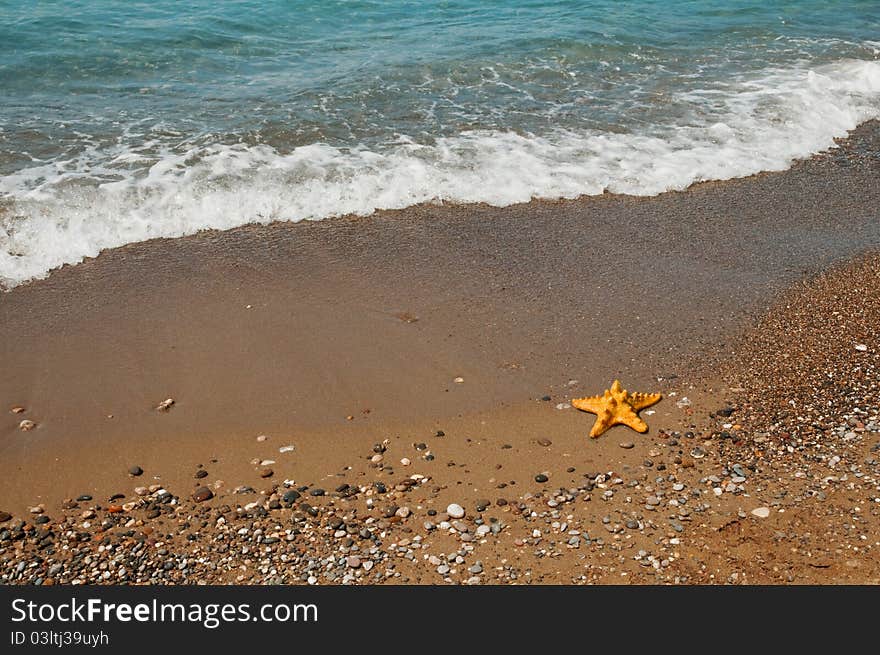 Starfish