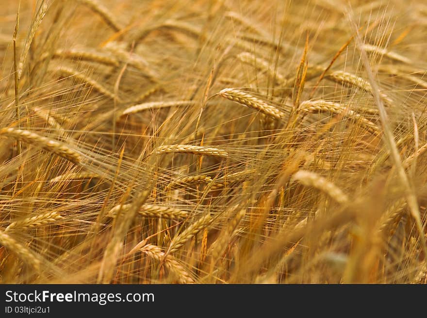 Ripe yellow wheat with stalks by grains