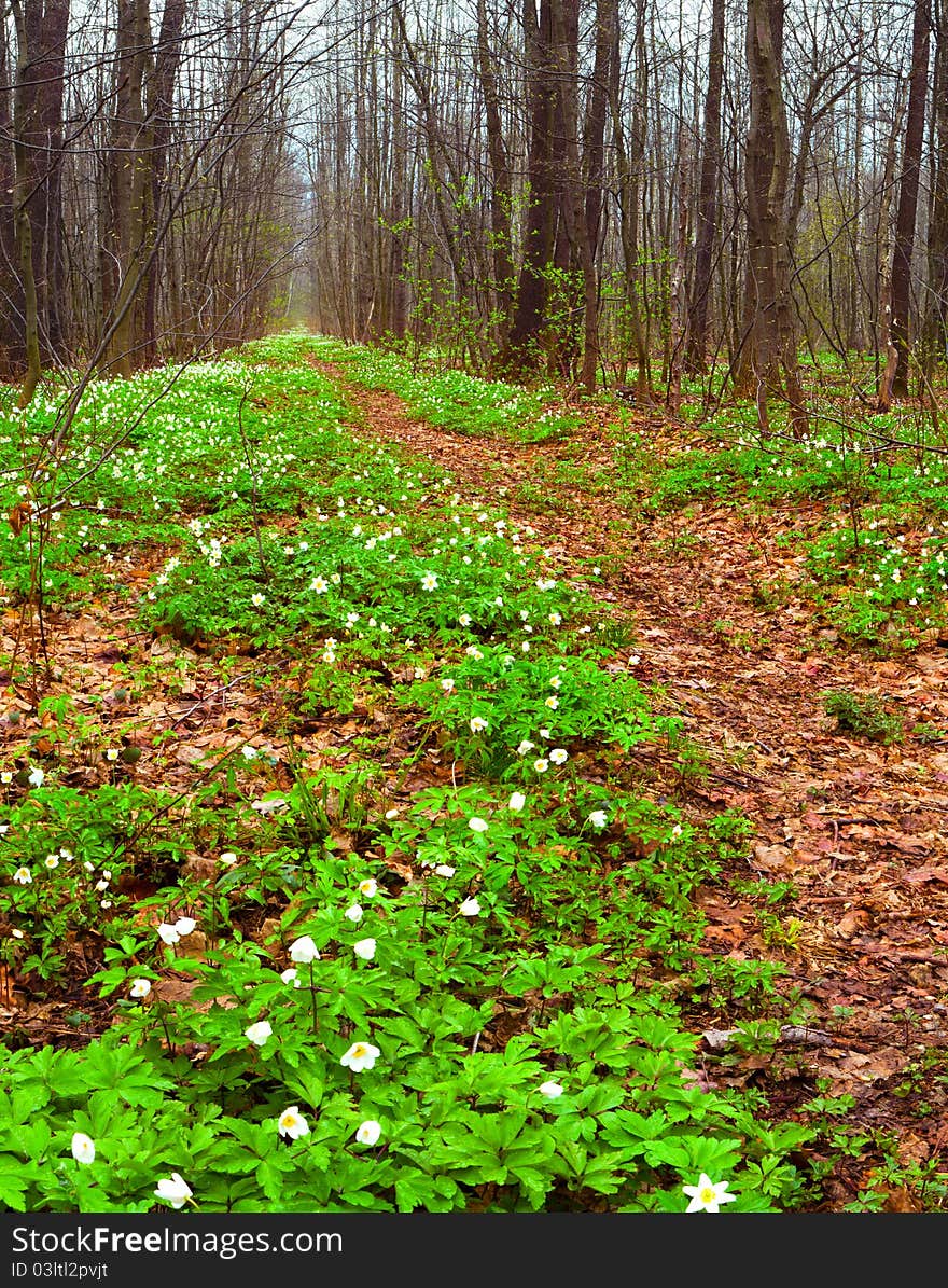 Beautiful spring landscape