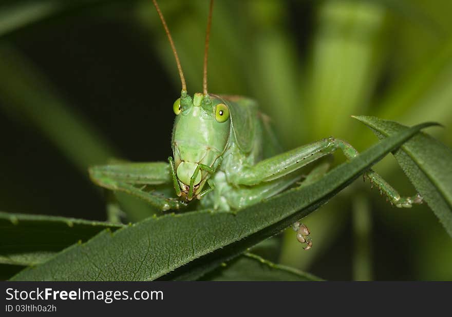 The big green grasshopper sitting on a blade