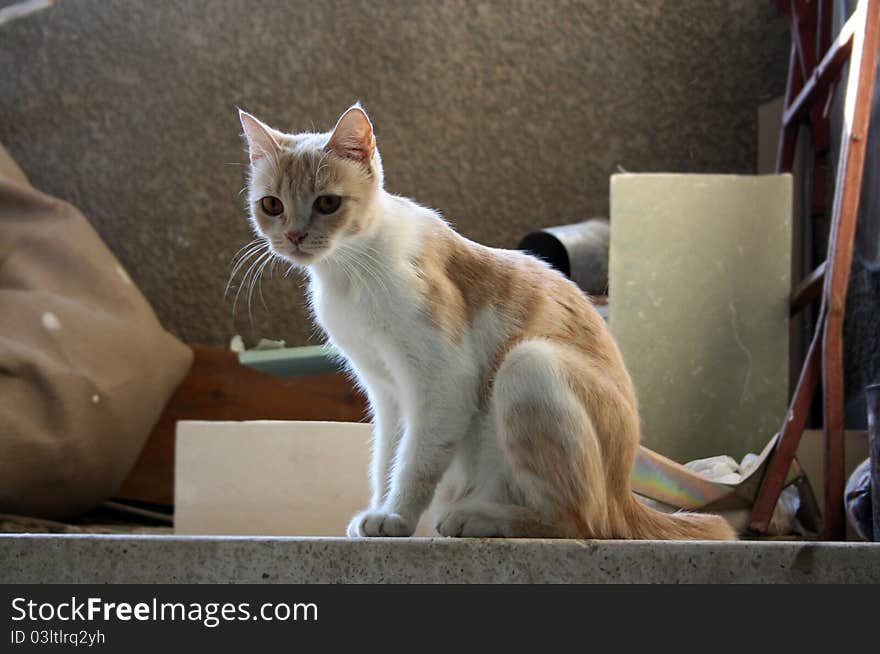 A cat surrounded by a home clutter in the background on the roof of a building stock photo. A cat surrounded by a home clutter in the background on the roof of a building stock photo