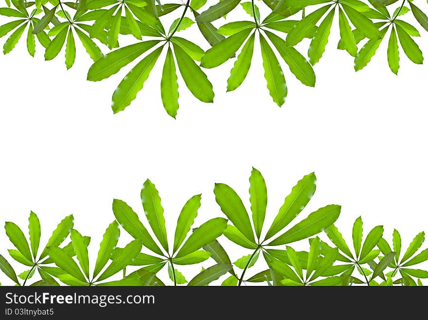 Green Leave Isolated