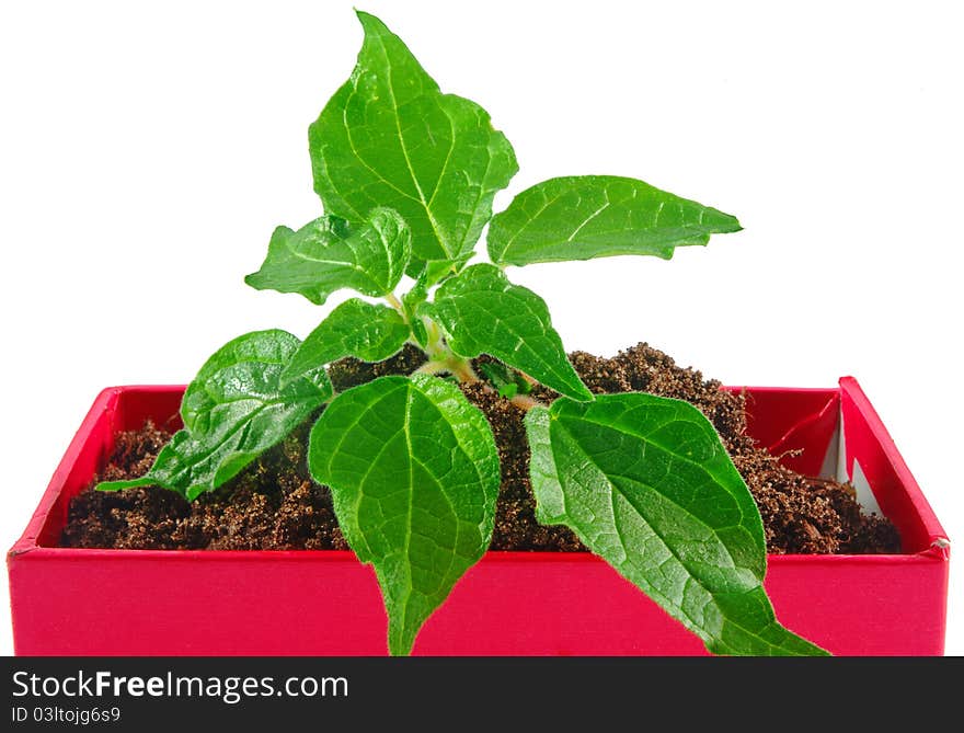 Green plant leaves in red box closeup