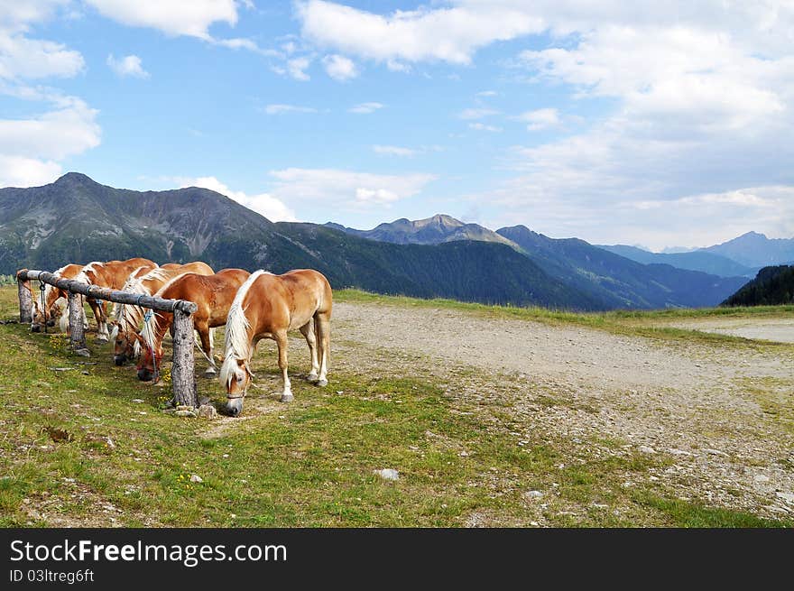 Grazing horses at the top of the mountain. Grazing horses at the top of the mountain