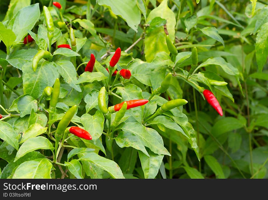 Red and green chilli pepper on tree. Red and green chilli pepper on tree