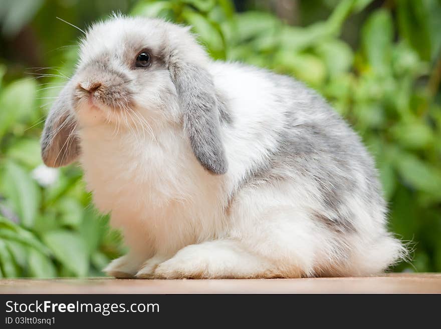 Cute holland lop rabbit at outdoor