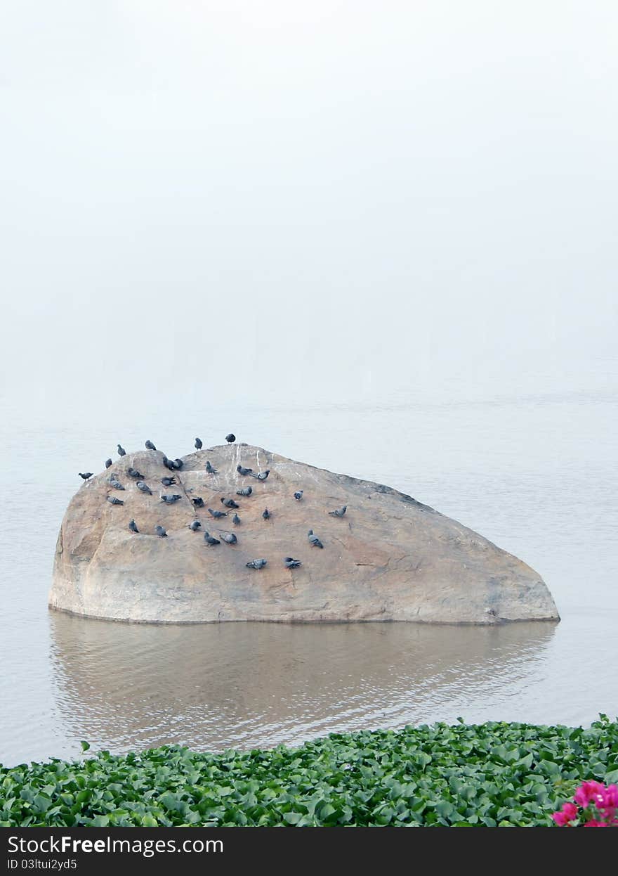 Water pollution with plant Water hyacinth plant growth.