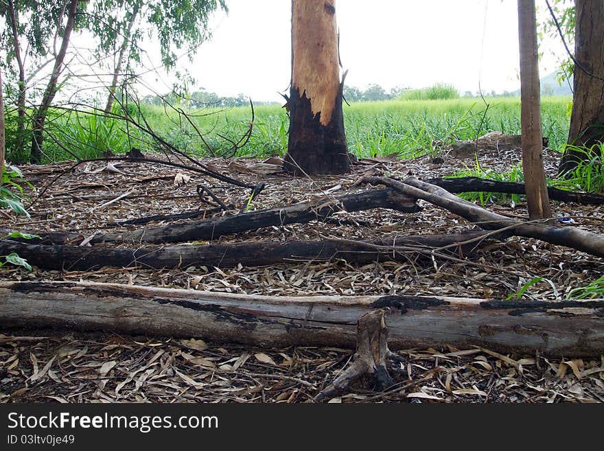 Burned Trees