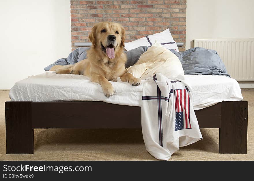 Golden retriever demolishes a pillow on a bed in a bedroom