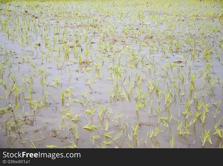 Throwing Rice Seedlings