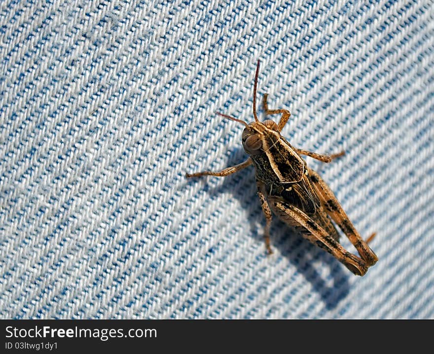 One variety of grasshopper sitting on blue jeans