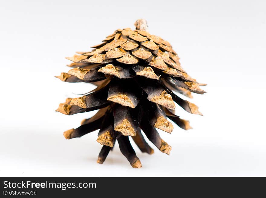 Pine cone on a white background