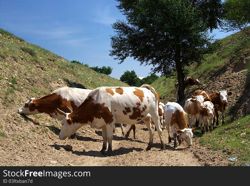 A group of cows moving forward