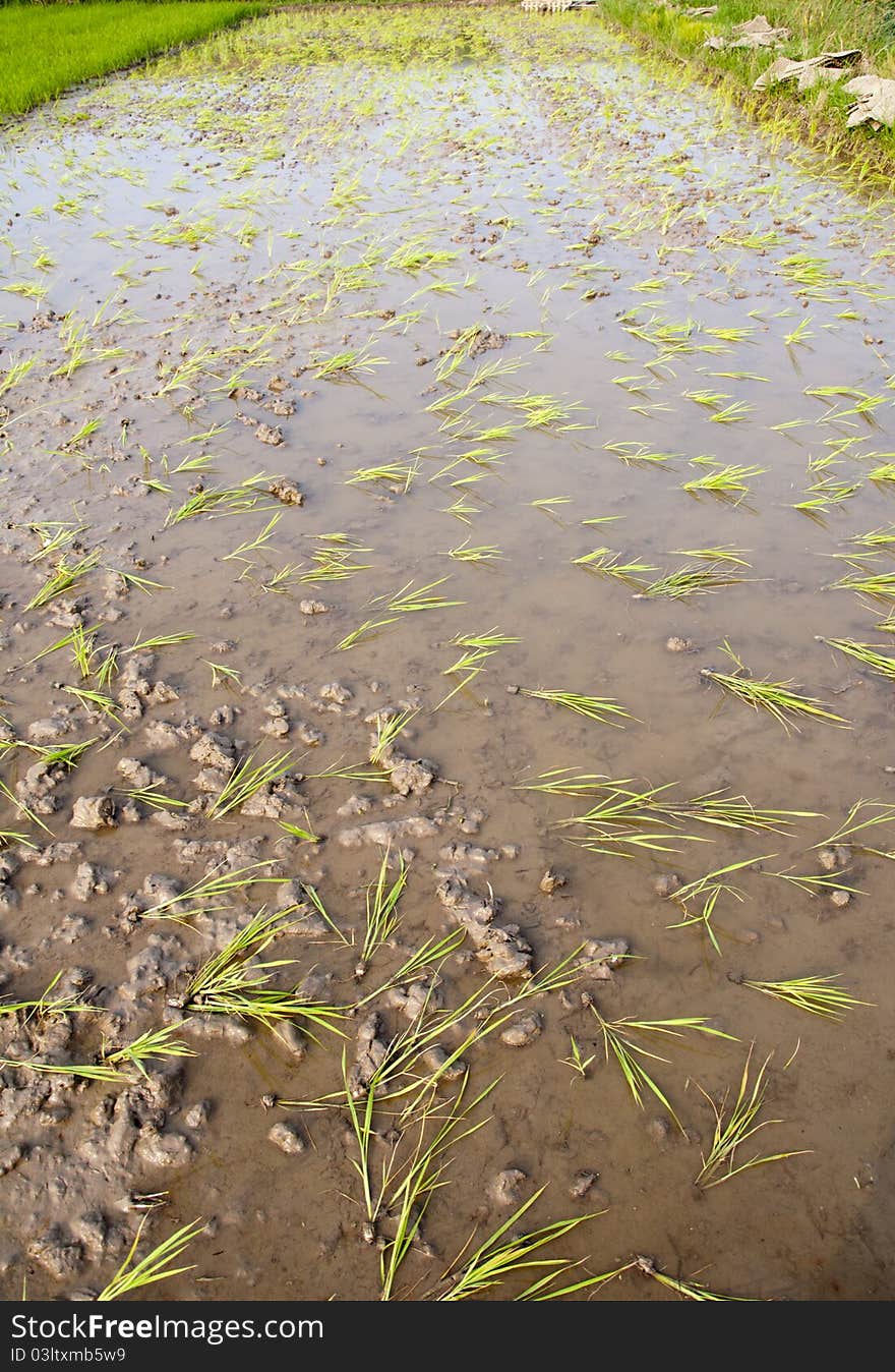 Throwing Rice Seedlings