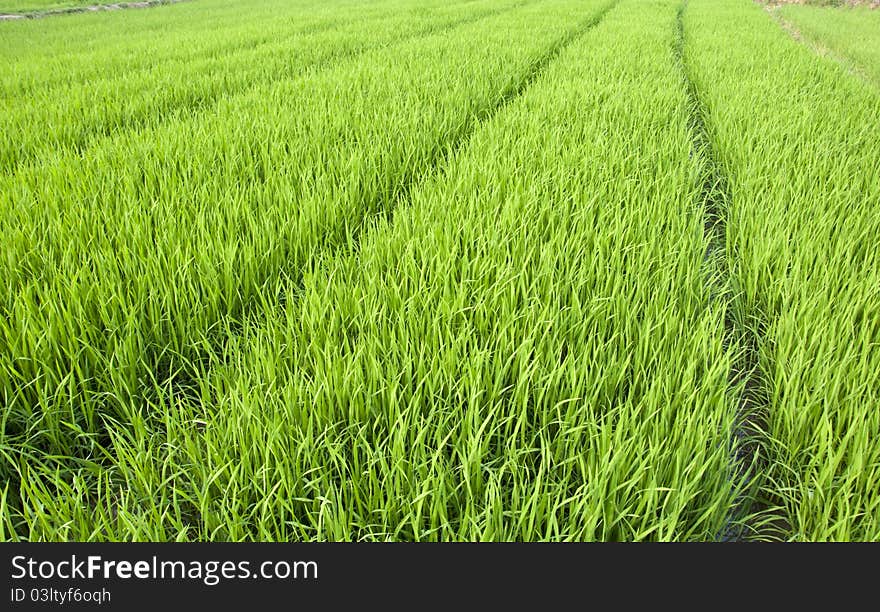 Rice seedlings