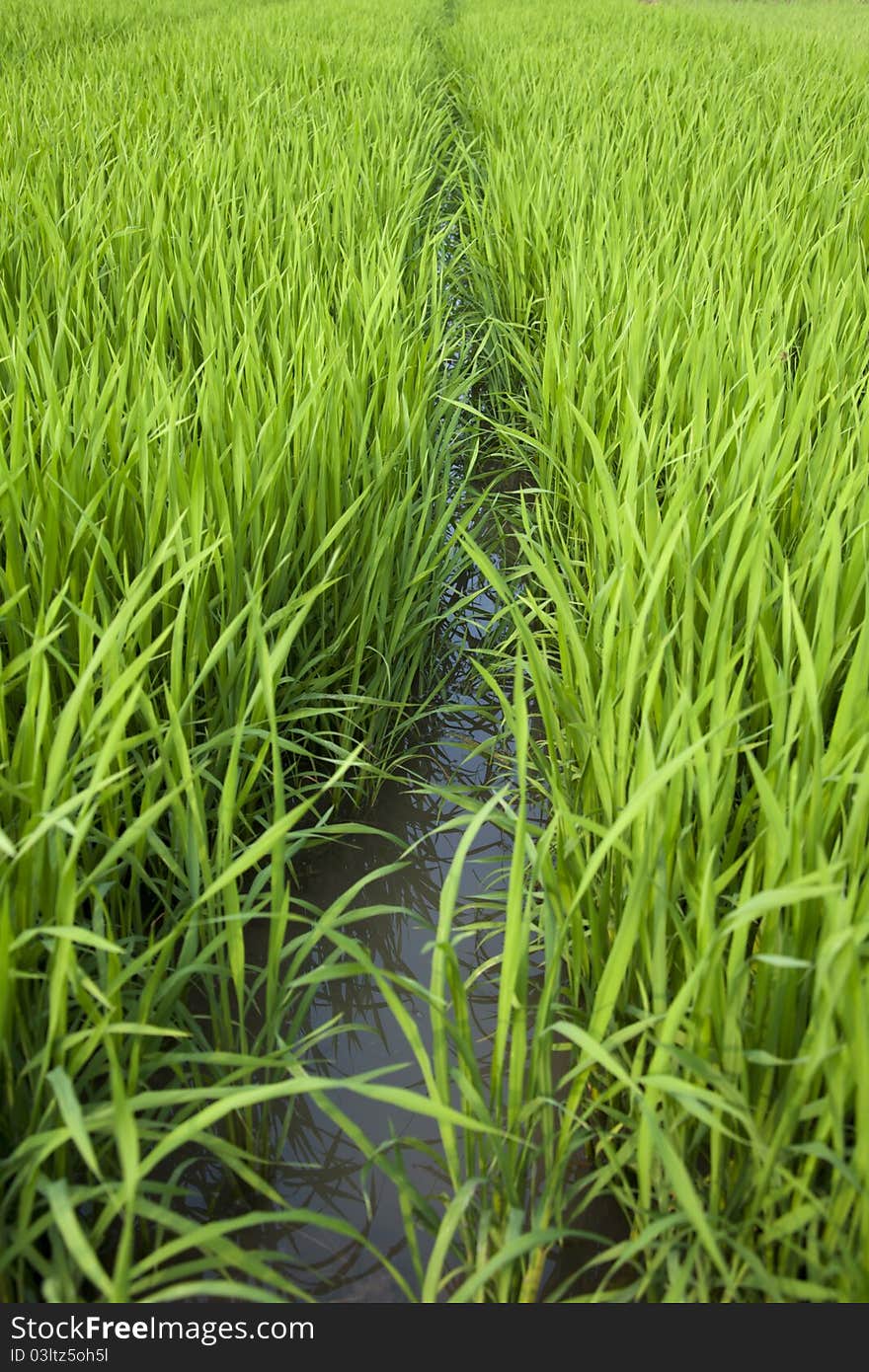 Rice seedlings