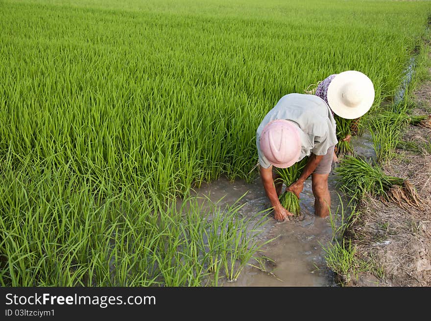 Asian peasantry grow rice