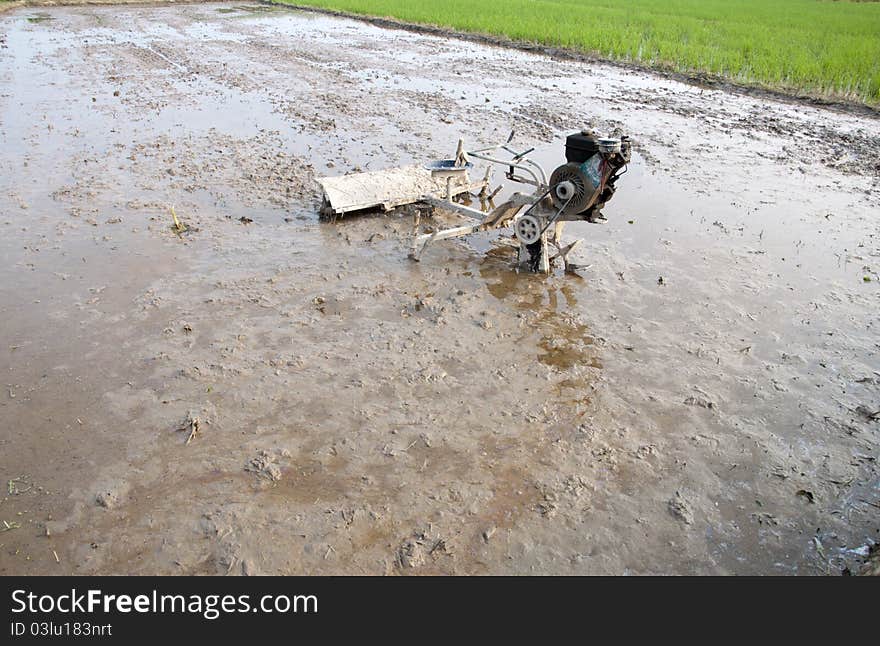 Paddy Field