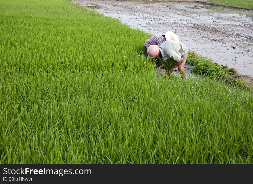 Asian peasantry grow rice