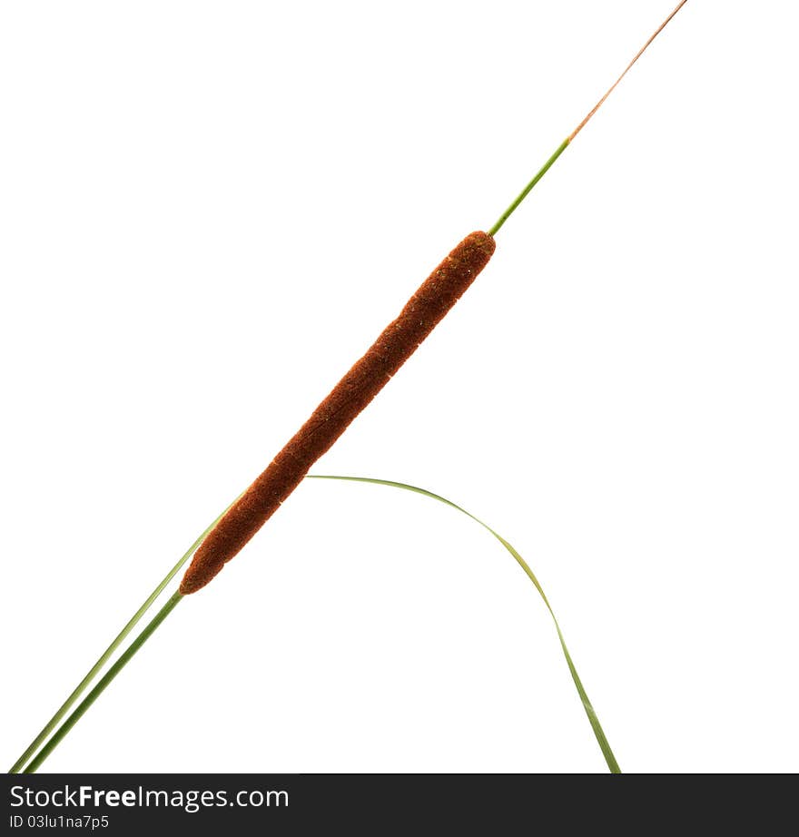 Reed on a white background