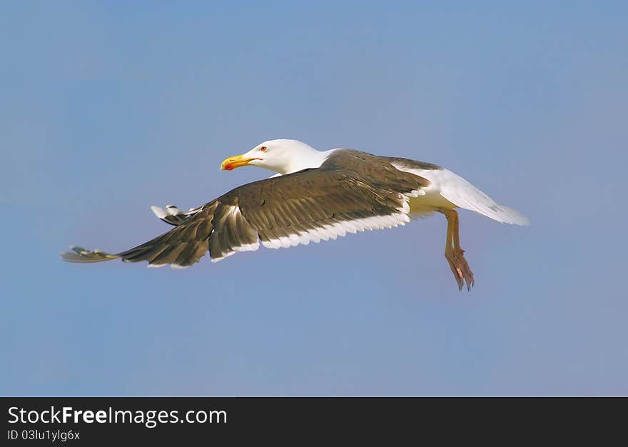 Great Black-backed Gull (larus marinus)