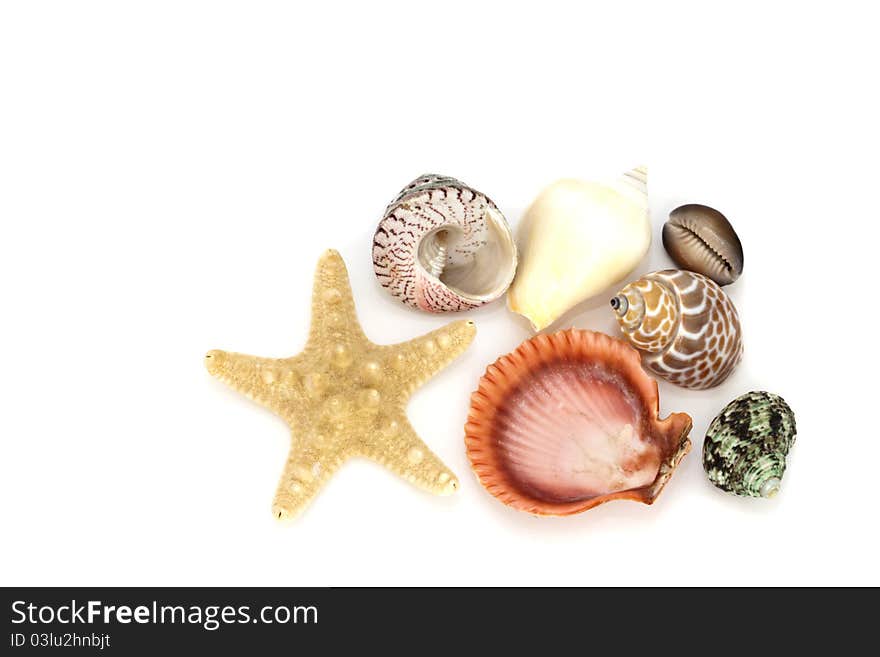 Collection of seashells, isolated on white. Collection of seashells, isolated on white