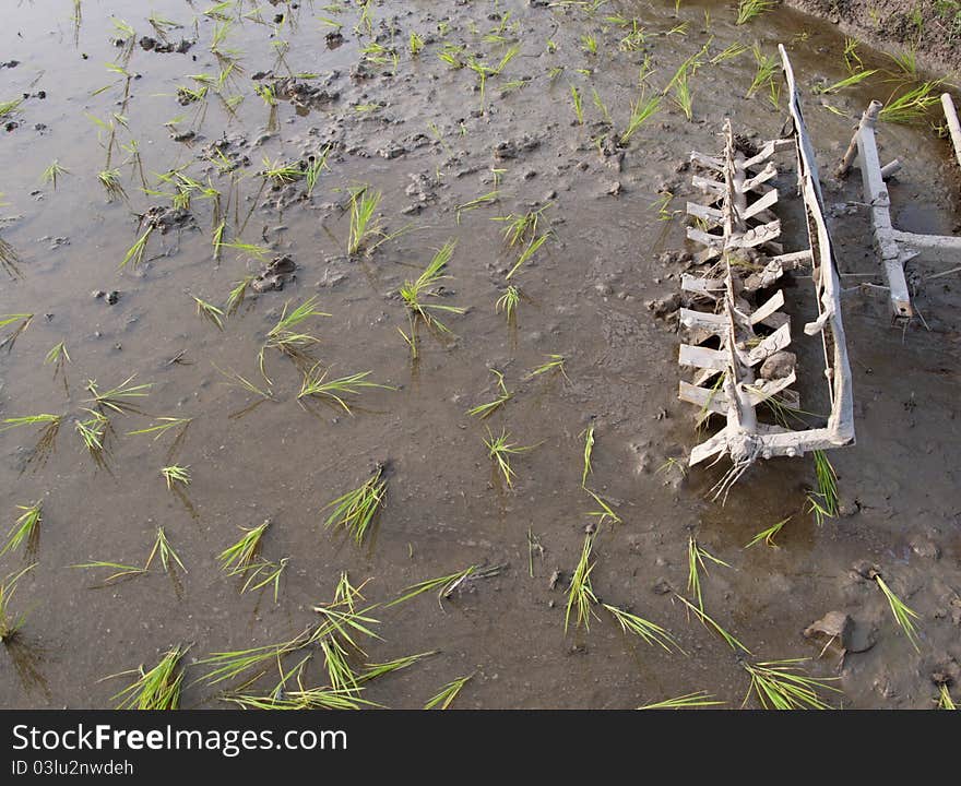 Paddy Field