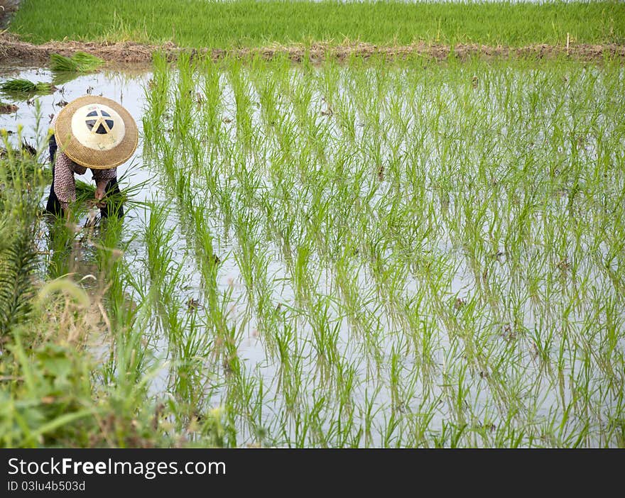 Asian Peasantry Grow Rice