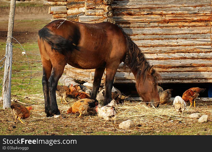 This is in a mountain village in northern xinjiang, China photos that horse, the freedom of horse and the chicken together in feeding