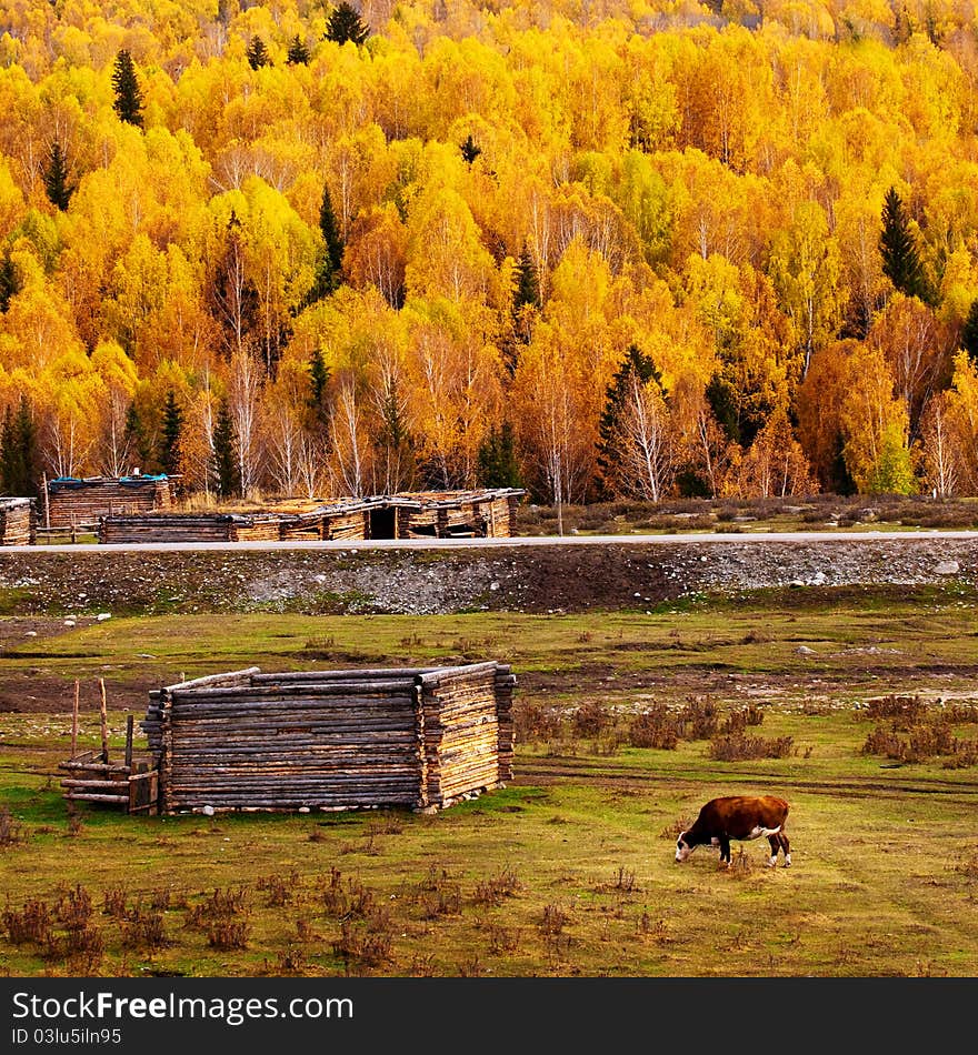 Silver birch