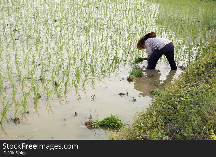 Asian peasantry grow rice