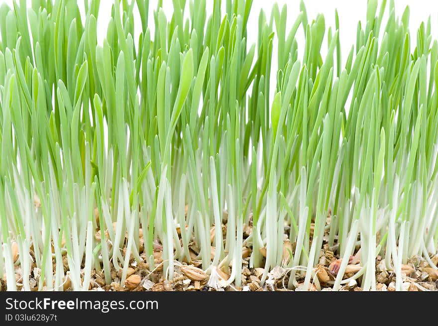 The green grass on white