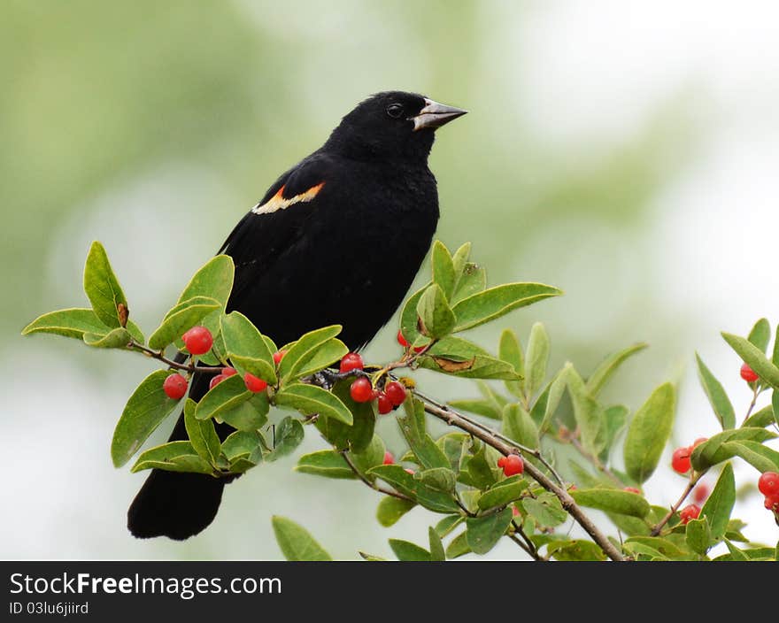 Red-winged blackbird, fuzzy green background