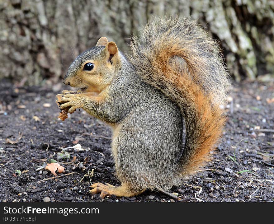 Squirrel eating peanut, tree in background